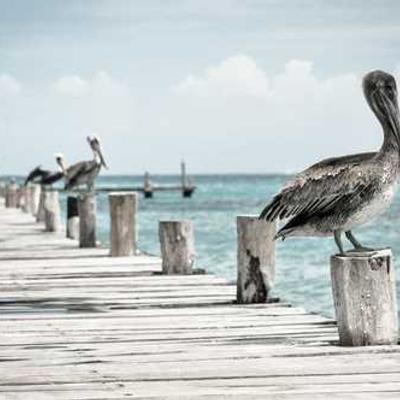 Burrito de Pollo 761