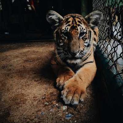 Set de Herramientas 198