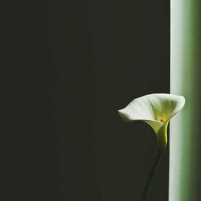 Tacos de Carnitas 428